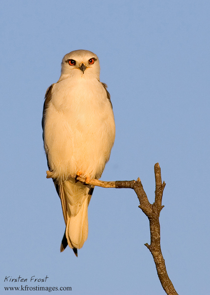 Black-shouldered Kite